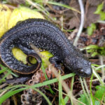 Great Crested Newt