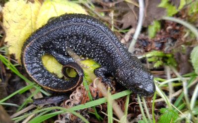 Great Crested Newt Mitigation Scheme